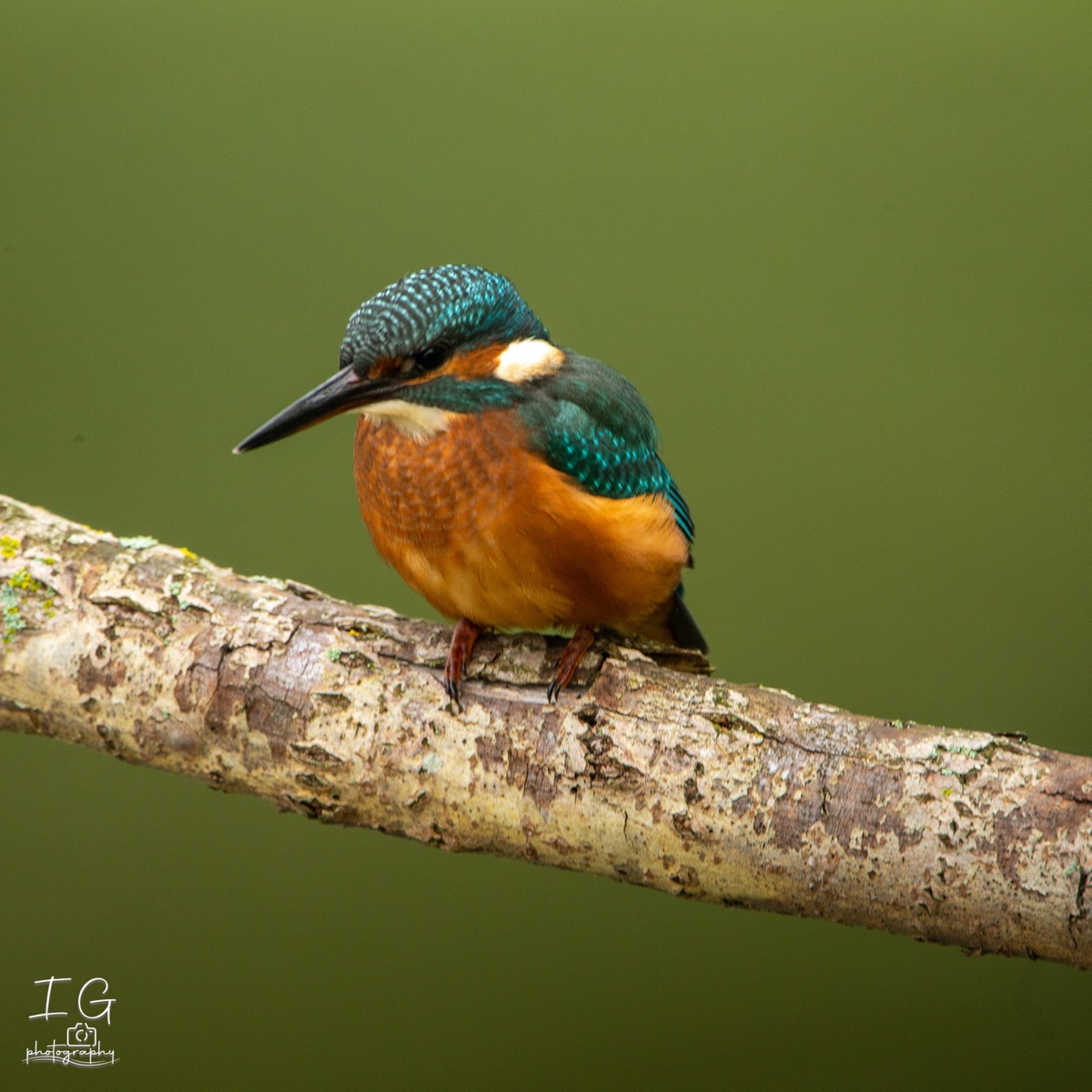 Ijsvogel